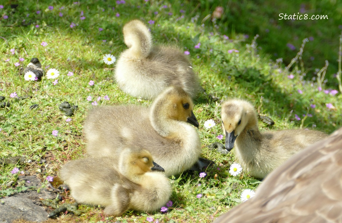 Canada goslings napping on the grass