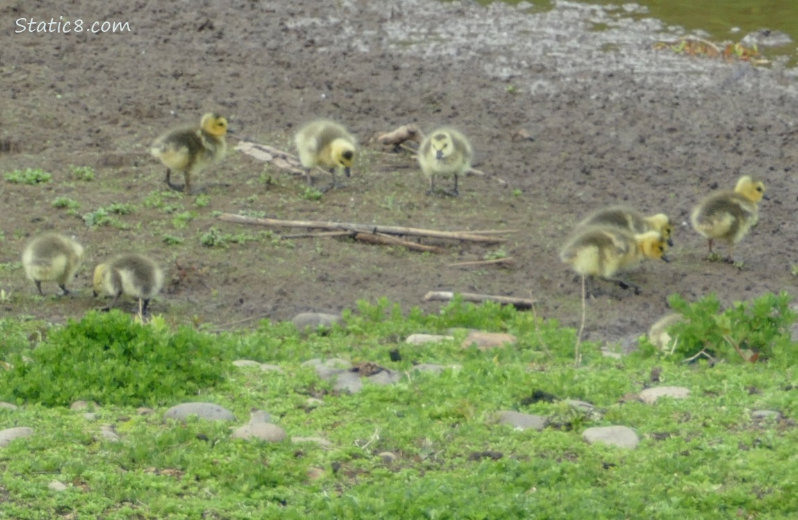 Goslings standing in the mud next to the pond.