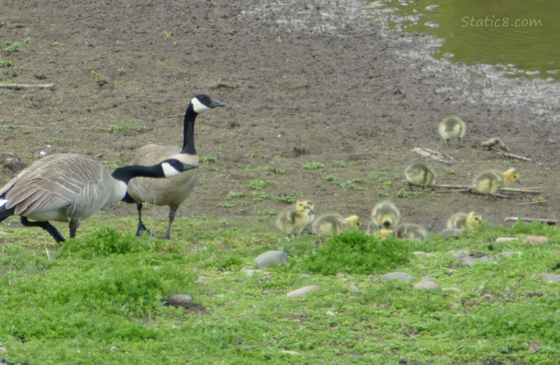 Canada Geese parents with 9 goslings gathered in the grass