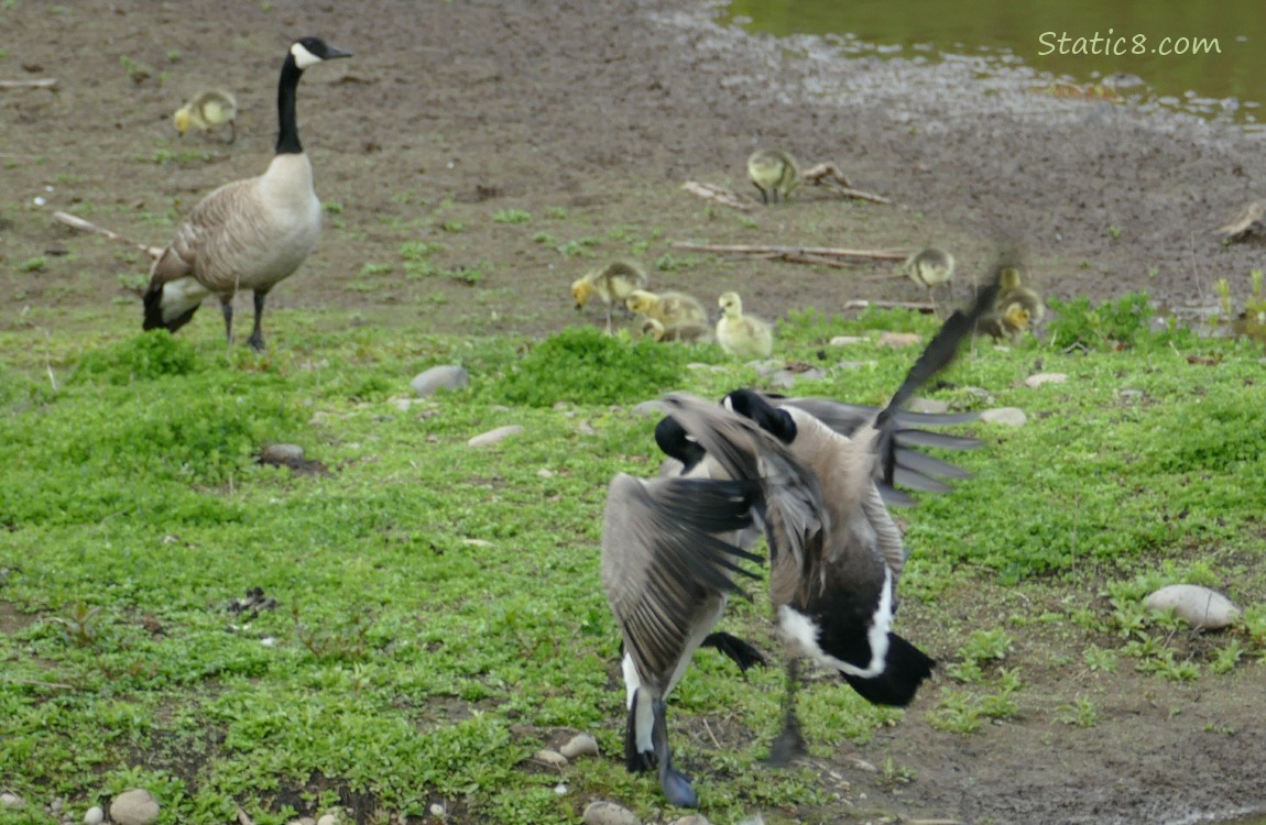 Two Canada Geese fighting with mama and babies in the background