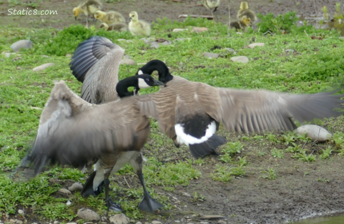 Two Canada Geese fighting with babies in the background