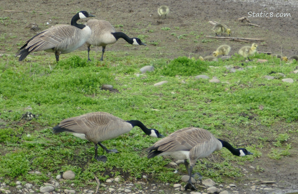 Two pairs of Canada Geese snaking their necks at each other