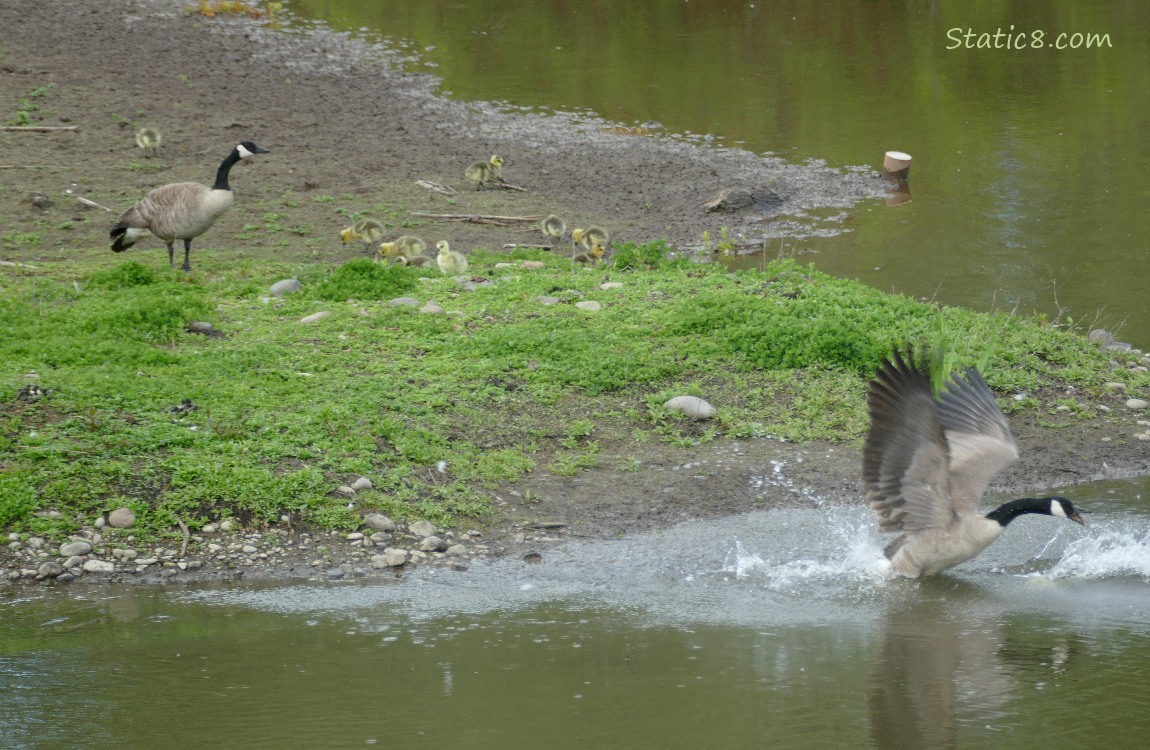 Canada Goose family