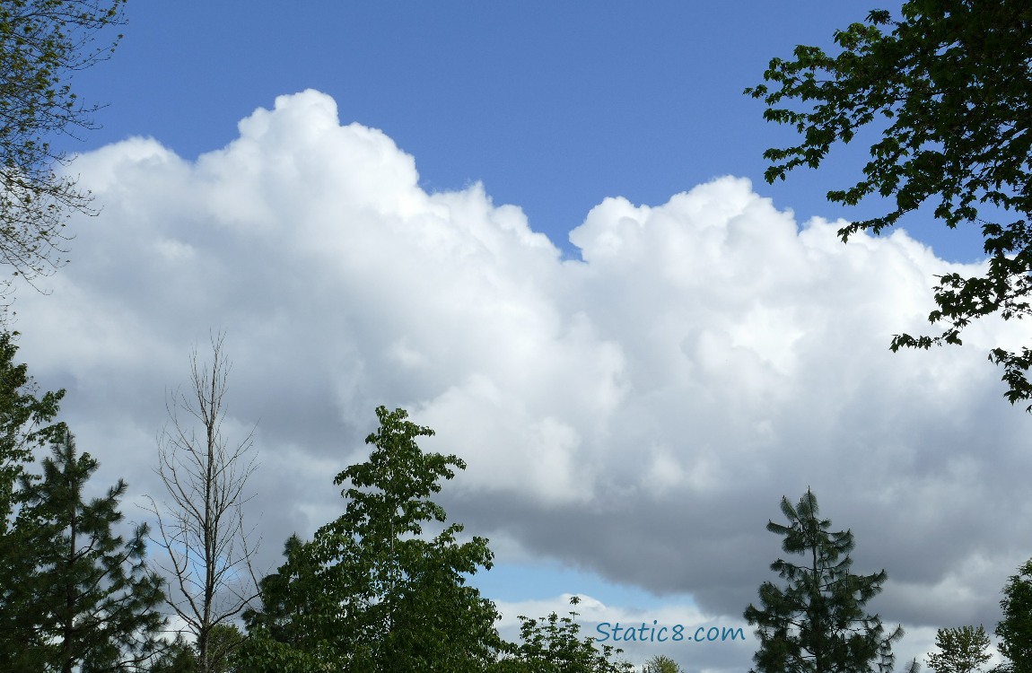 White puffy clouds in a blue sky, trees at the bottom of the pic