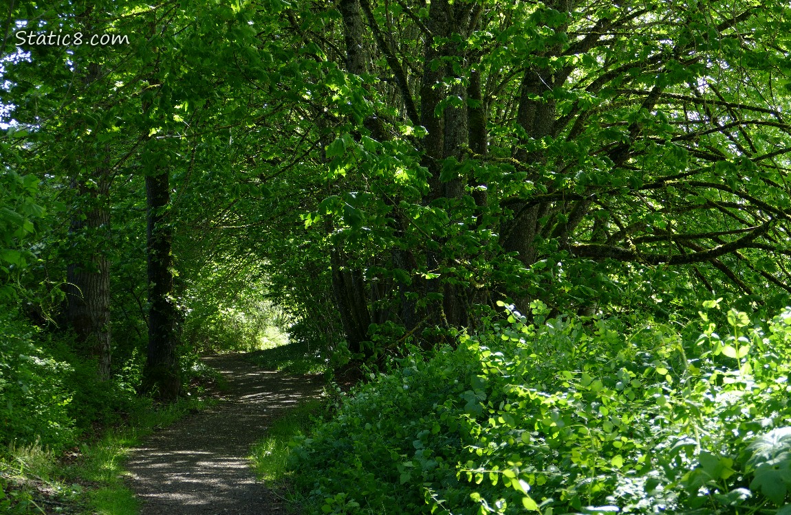 Path thru the forst