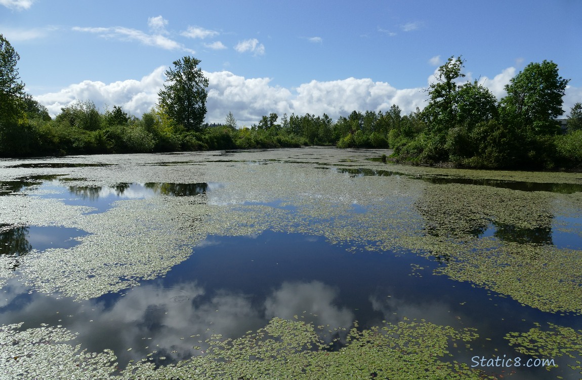 Pond with trees in the distance and blue sky