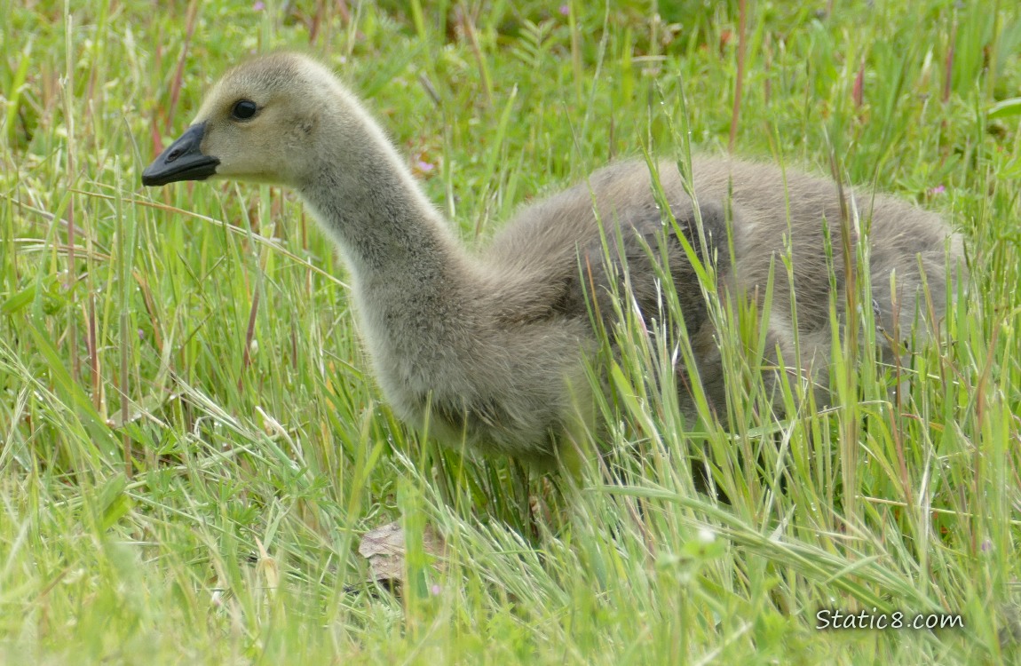 Canada Goose gosling standing in the grass