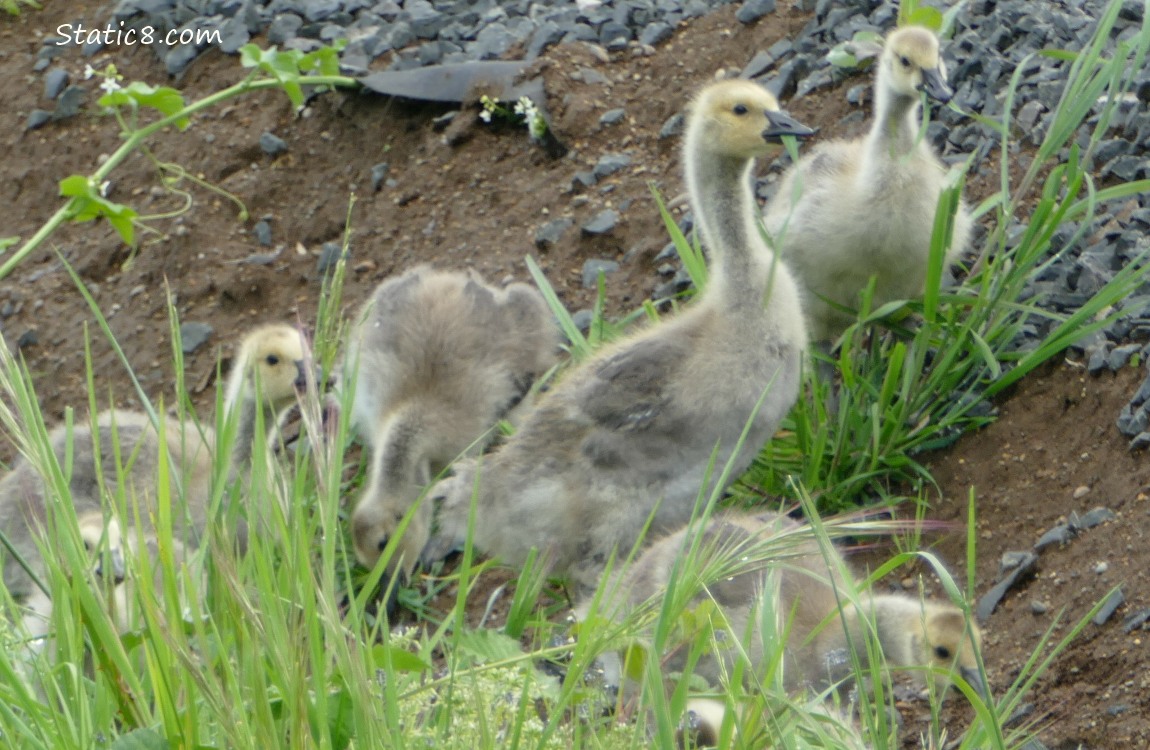 Four goslings standing in the grass