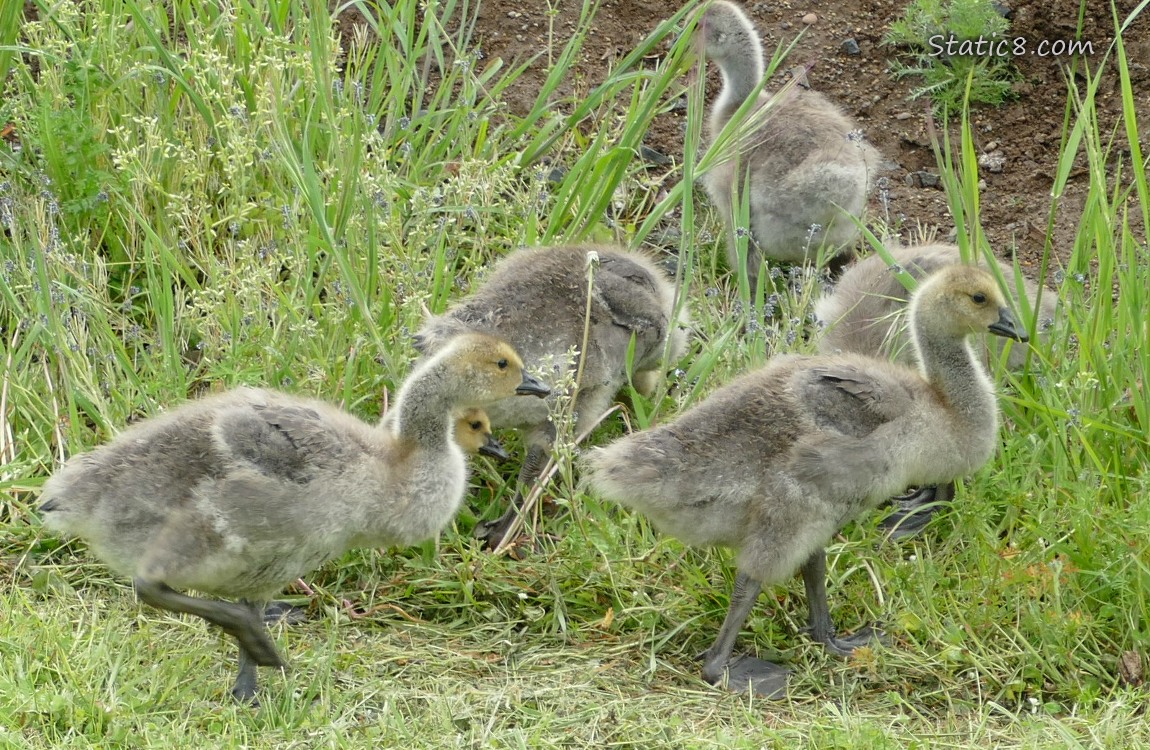 Six goslings walking in the grass