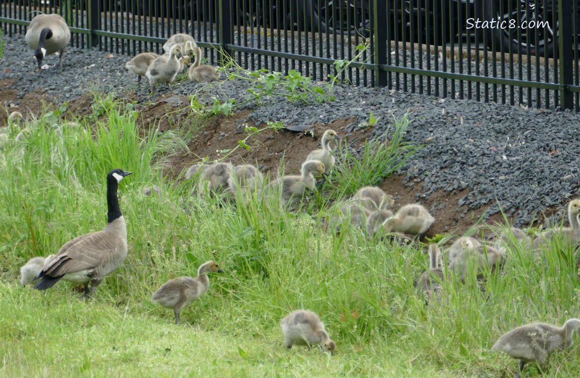 Goslings walking thru grass