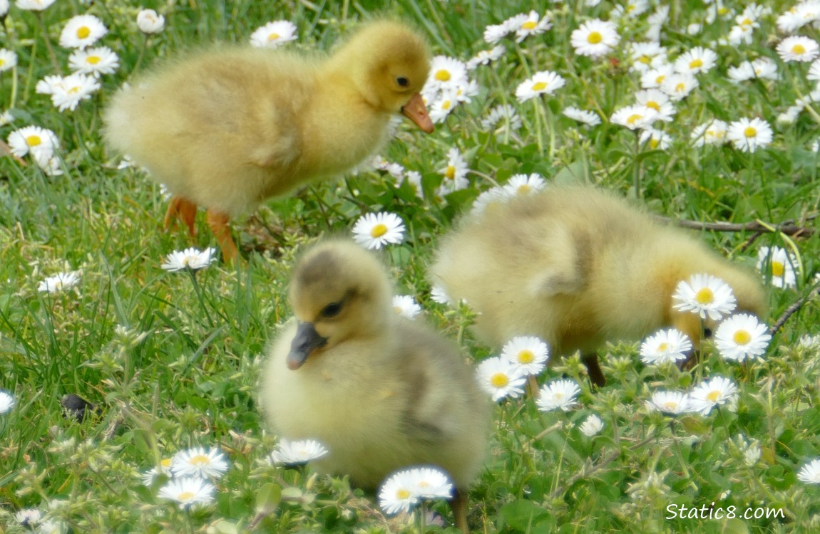 Greylag Goslings walking on the grass with Lawn Daisies