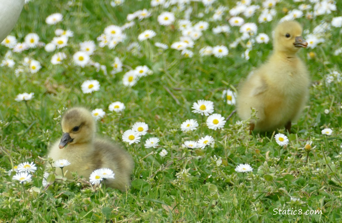 Greylag Goslings walking on the grass with Lawn Daisies