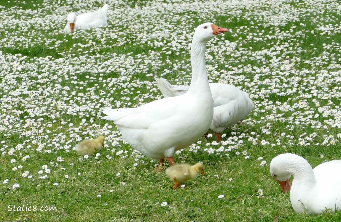 Greylag Geese walking on the grass with lawn daisies