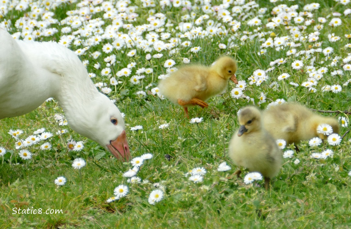 Greylag Goose with three goslings