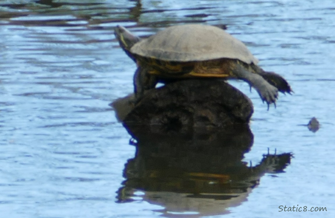 Turtle balancing on a rock, with her feet splayed in the air