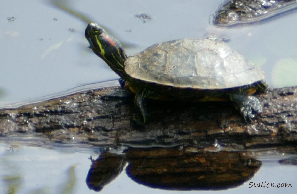 Small turtle sitting on a log in the water