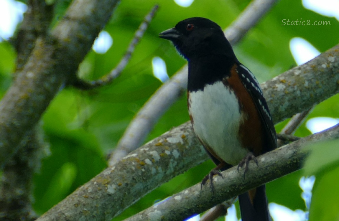 Spotted Towhee singing up on a branch