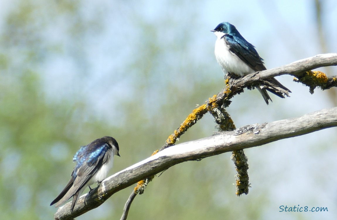 a pair of Tree Swallows standing on twigs