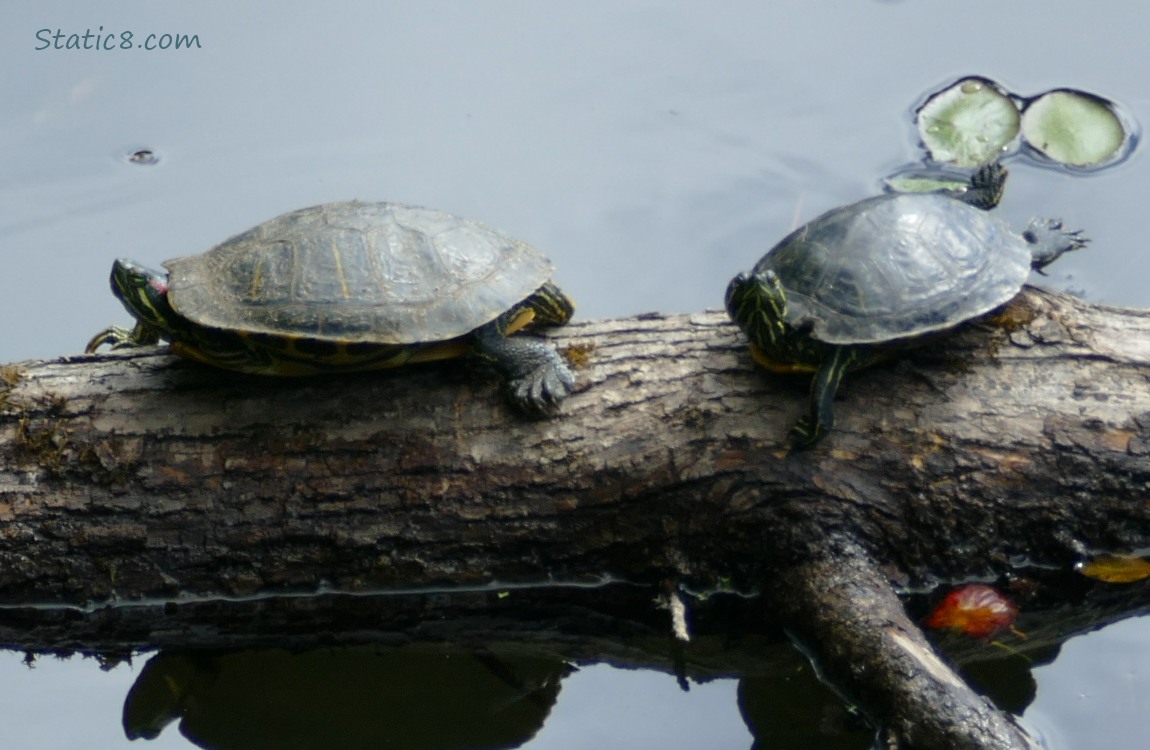 Two turtles sitting on a log in the water