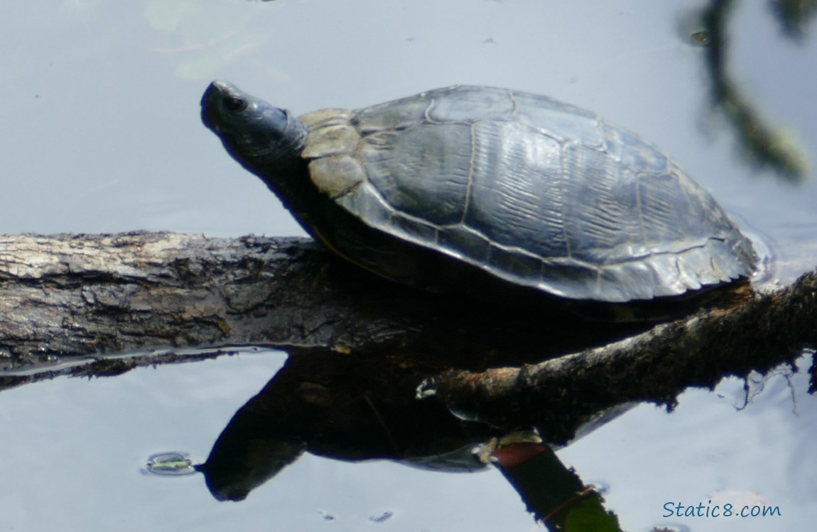 Turtle sitting on a log in the water