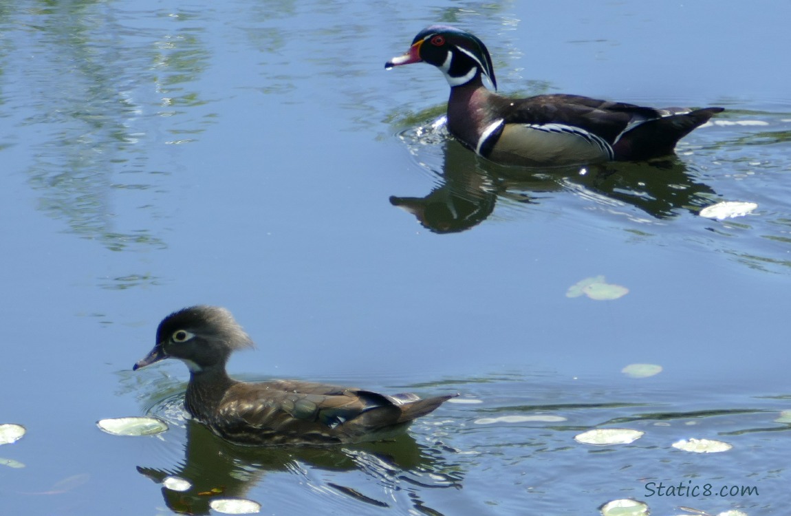 a pair of Wood Ducks paddling in the water