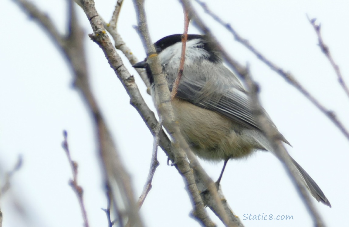 Chickadee behind sticks