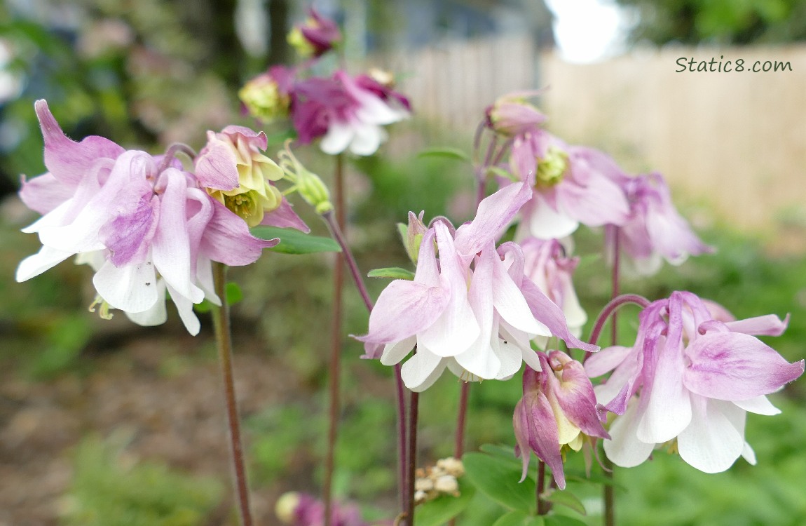 Pink and white Columbine blooms