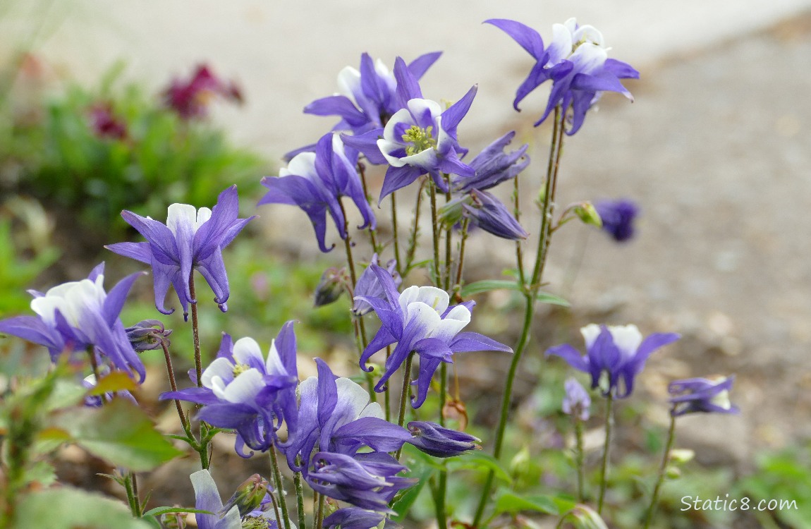 Purple and white Columbine blooms