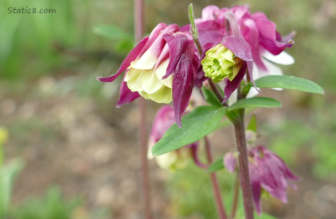 Red-violet and yellow Columbine blooms