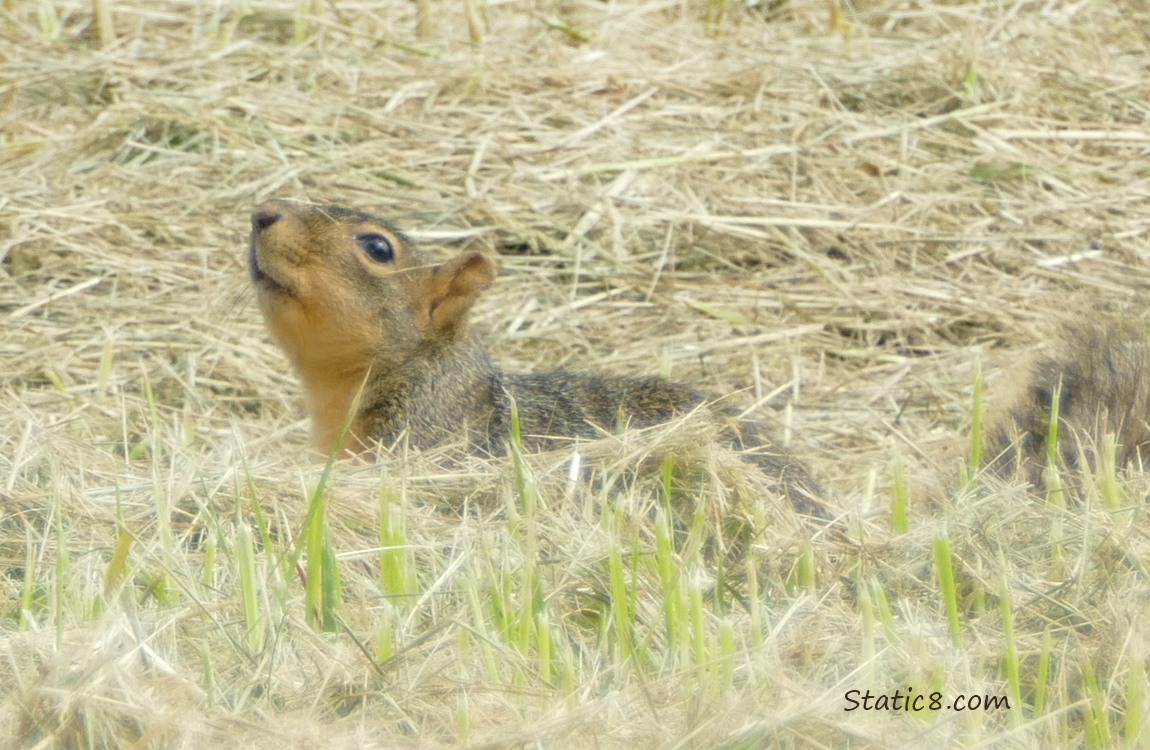 Squirrel standing in the grass, looking up