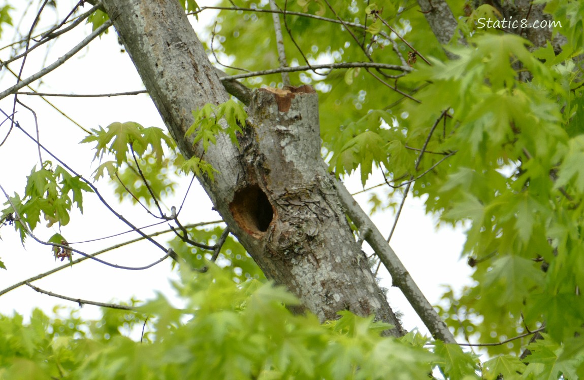 Woodpecker hole in a tree branch