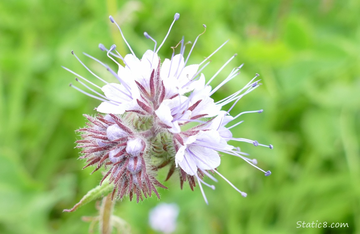 Lacy Phacelia bloom