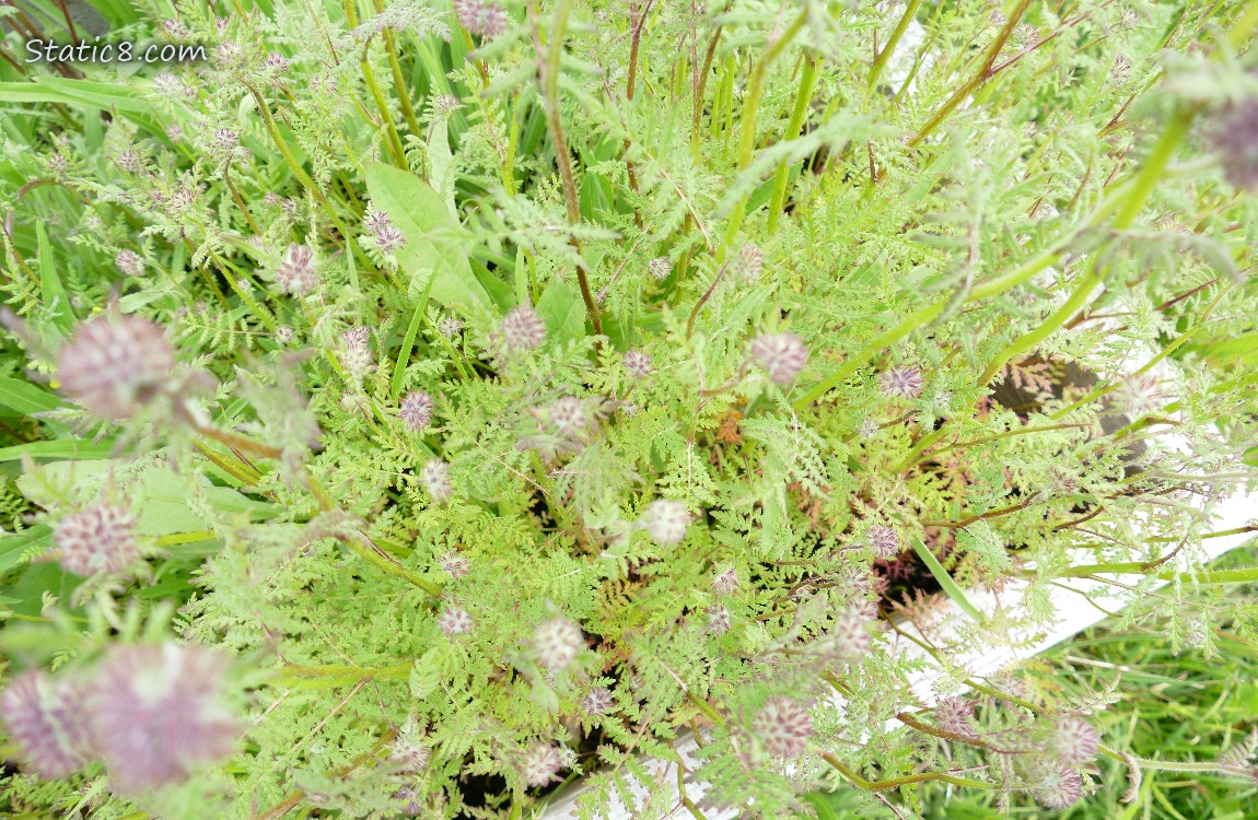 Lacy Phacelia foliage