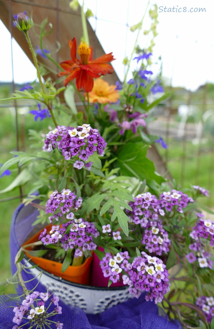 bouquet of flowers