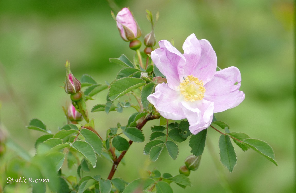 Pink wild rose bloom