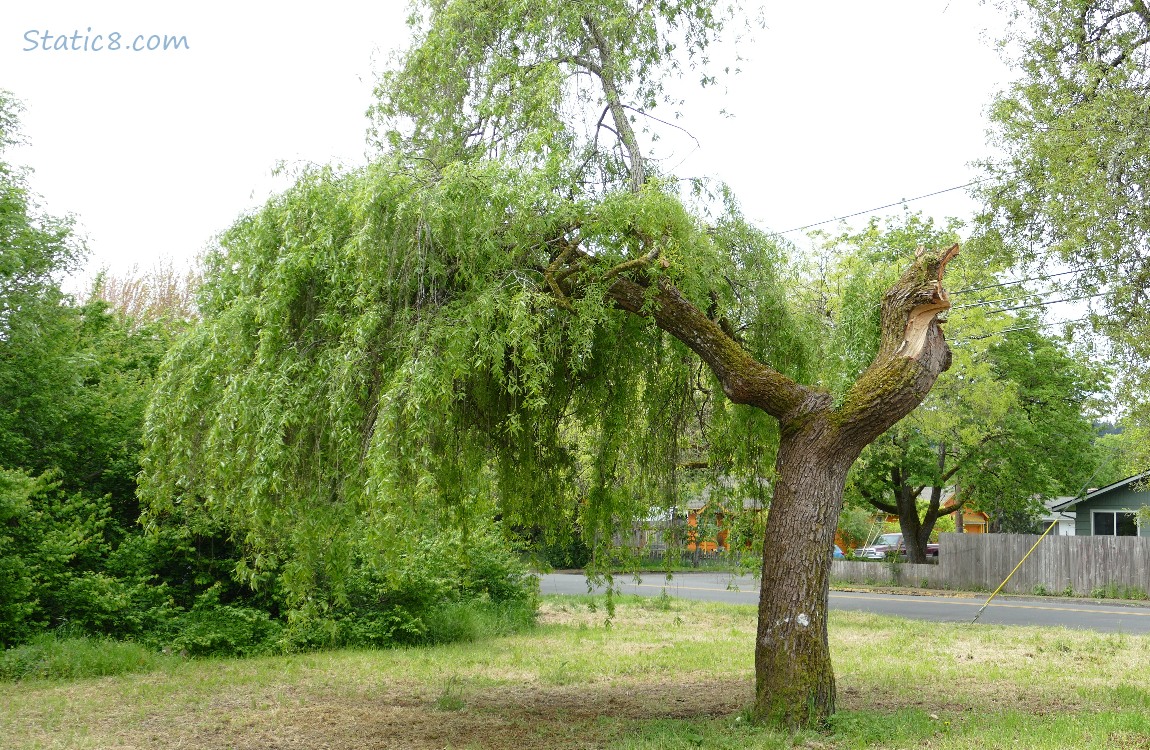 Willow tree with a stump