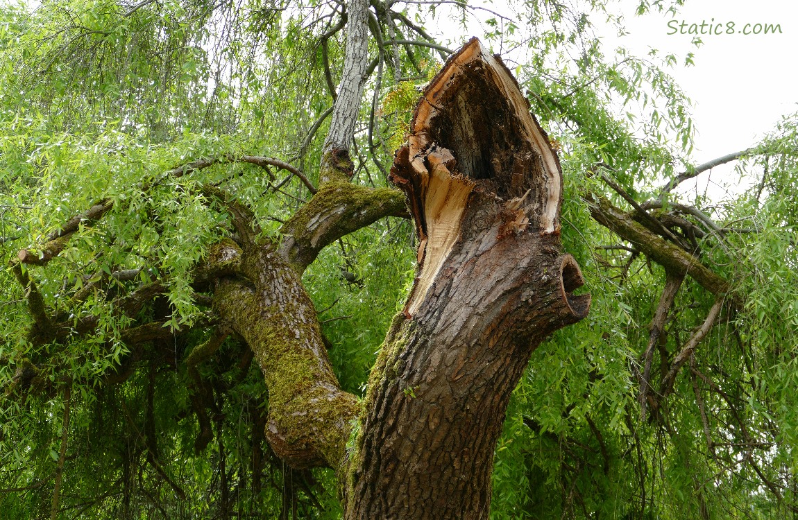 Willow tree with a stump