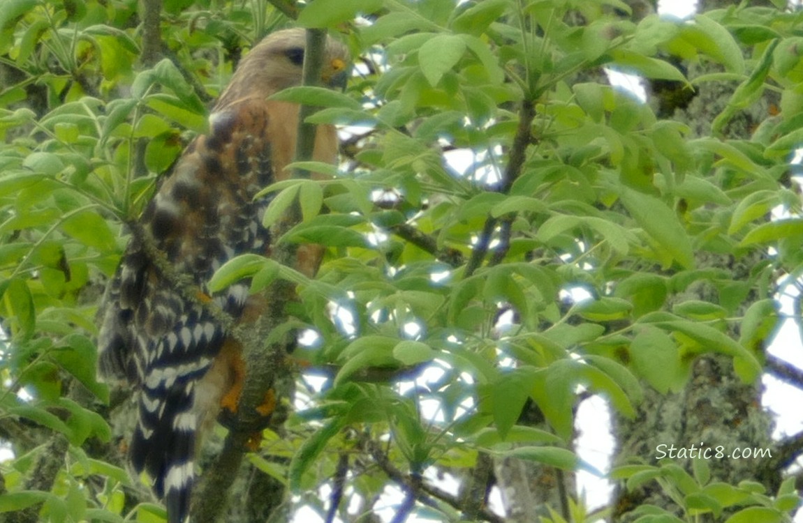 Hawk standing on a branch in a tree