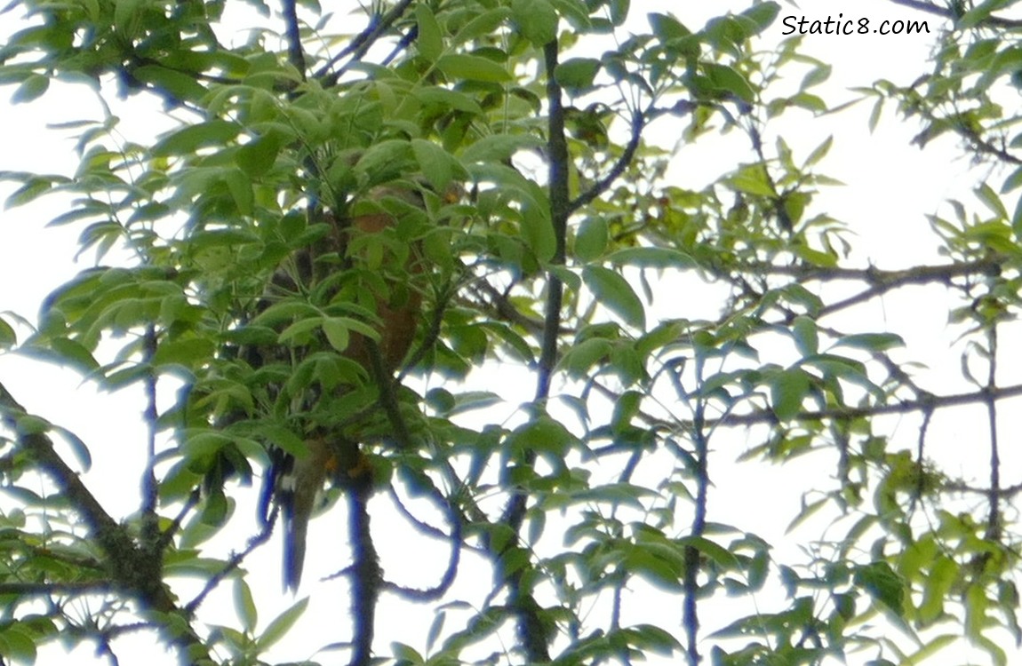 Hawk behind a lot of leaves