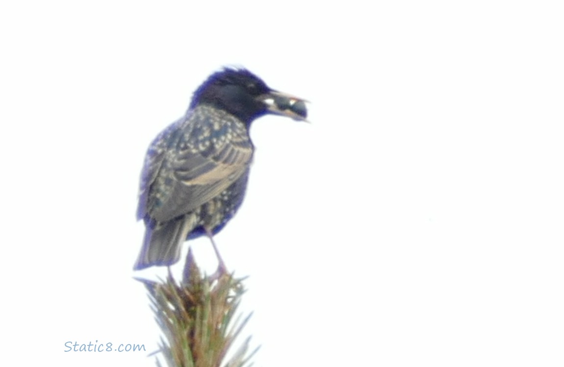 Starling standing at the top of a fir tree, holding round things in her beak