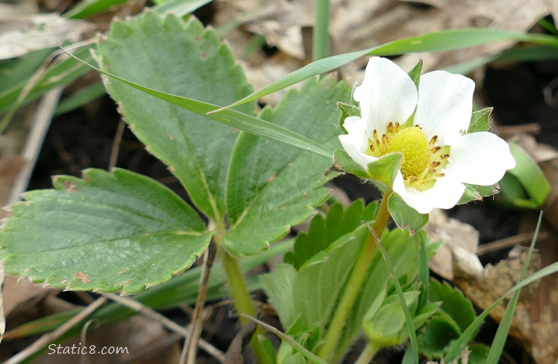 Strawberry bloom on a plant