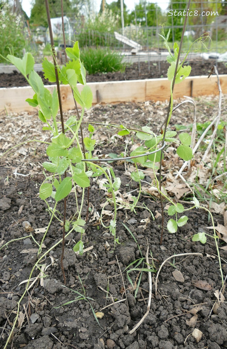 Snap Peas growing in the garden