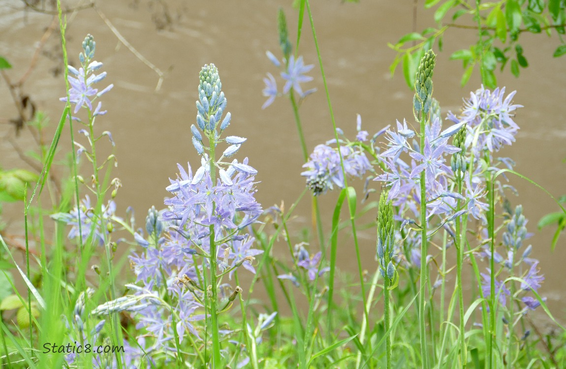 Camas Lily blooms in front of the muddy water of the creek