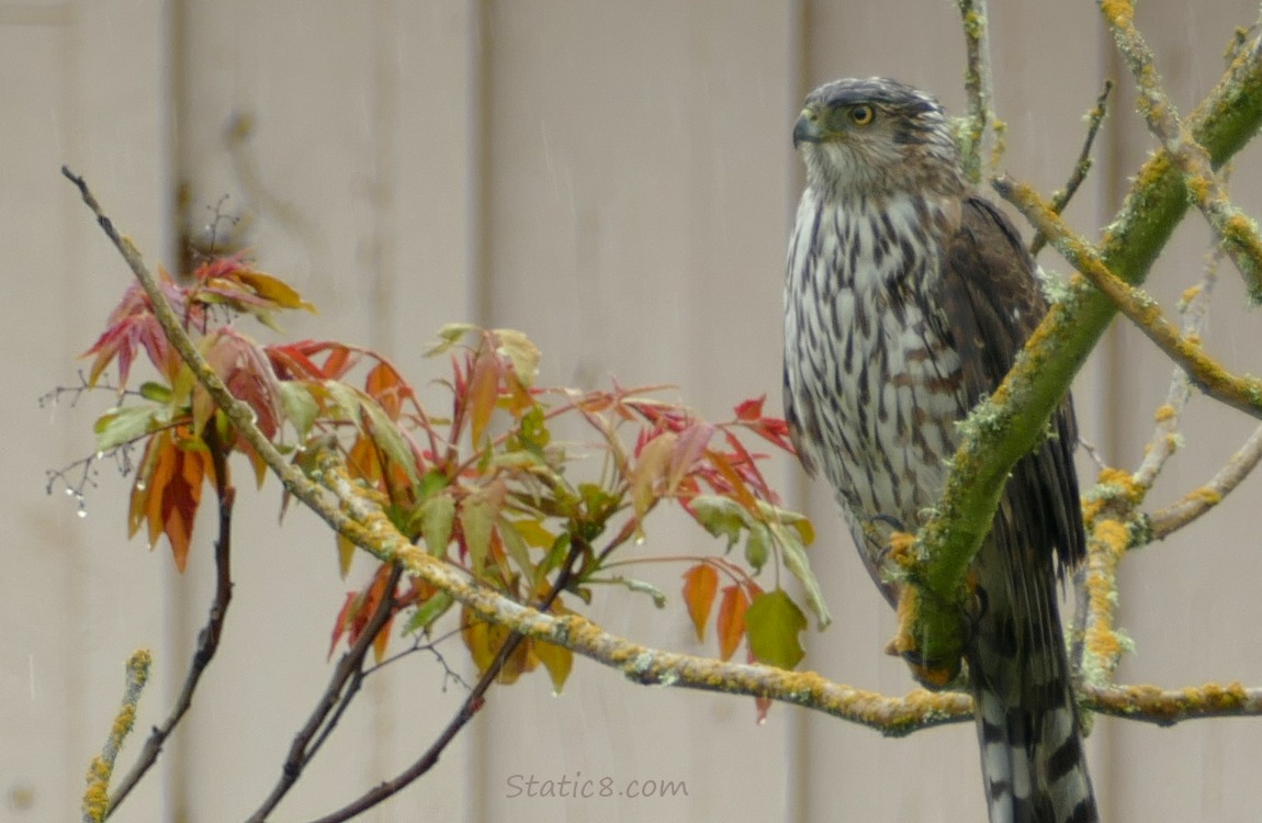 Cooper Hawk standing on a branch