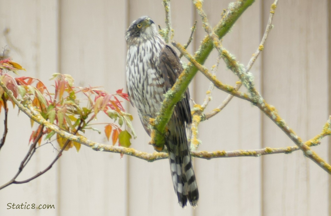 Cooper Hawk standing on a branch looking up