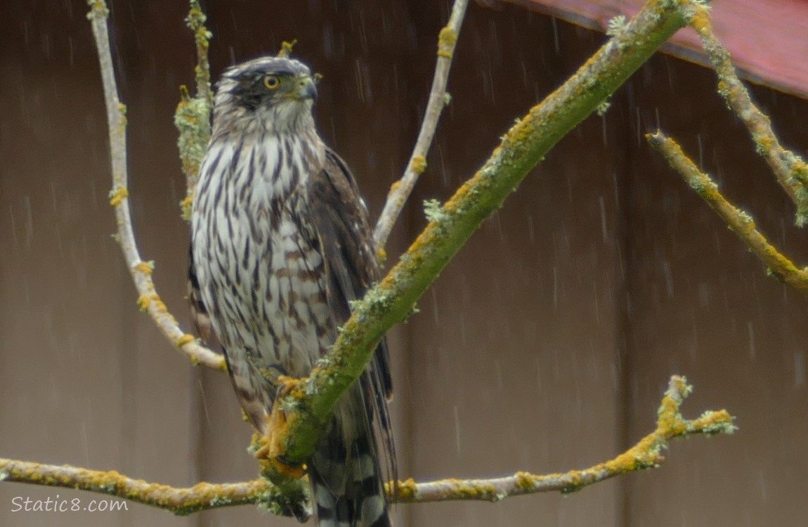 Cooper Hawk standing on a branch in the rain