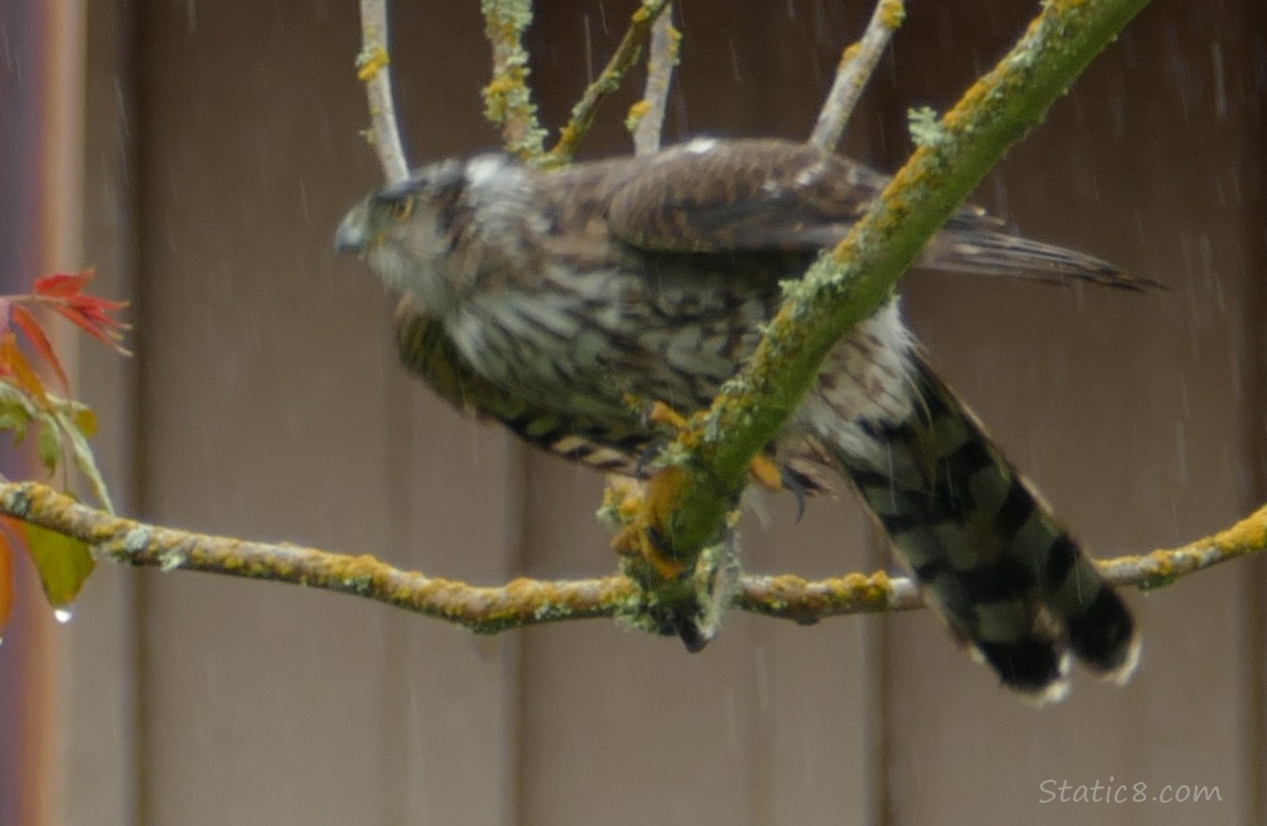 Cooper Hawk taking off from the branch she was standing on