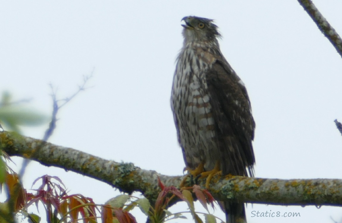 Cooper Hawk standing on a branch, yelling