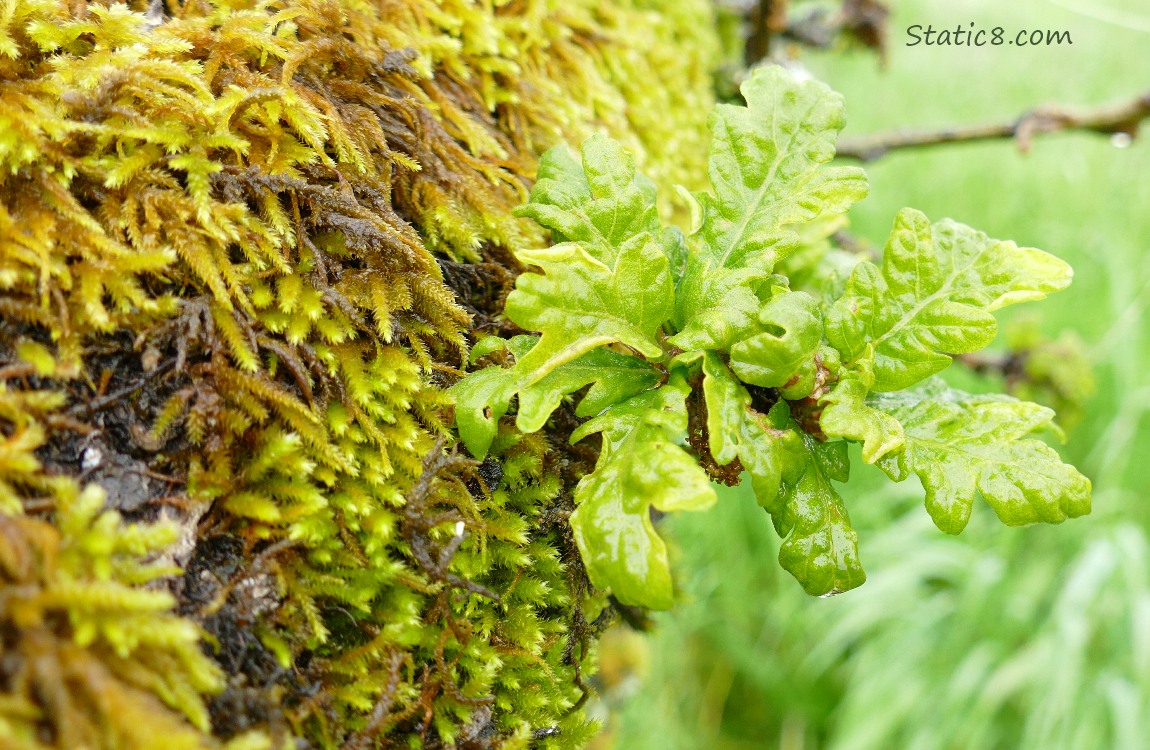 Oak leaves budding out from a mossy branch