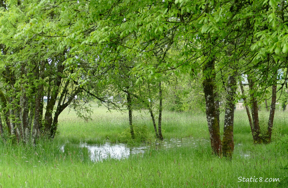 Water puddled in the grass under trees